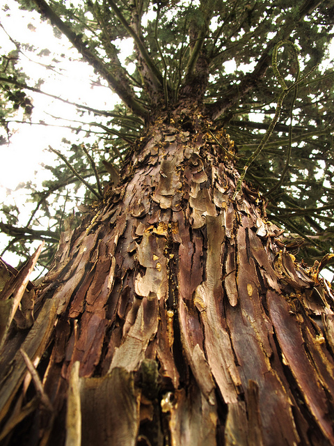 Cupressus arizonica