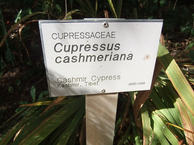 Cyprès du bhoutan