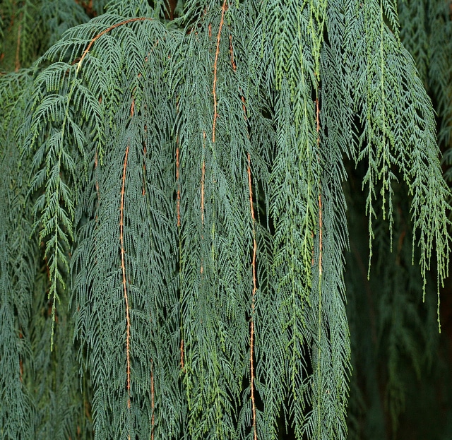 Cyprès du bhoutan (Cupressus cashmeriana)