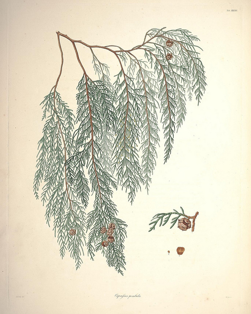 Cyprès de chine (Cupressus funebris)