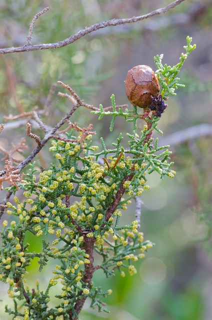 Cyprès de californie (Cupressus goveniana)