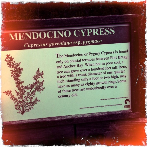 Cyprès de californie