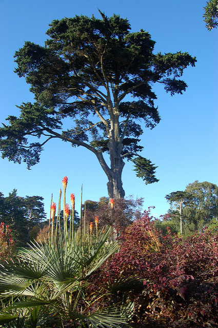 Cyprès de lambert