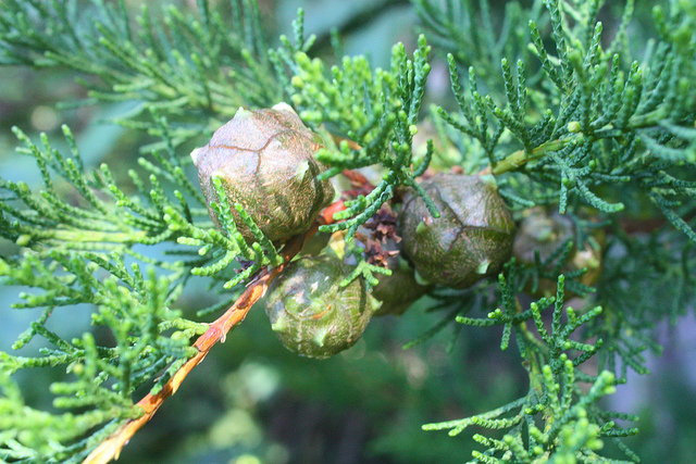 Cyprès de lambert (Cupressus macrocarpa)