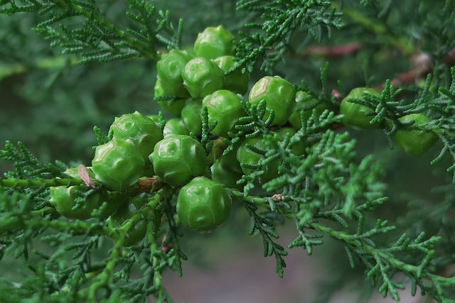 Cyprès de sargent (Cupressus sargentii)