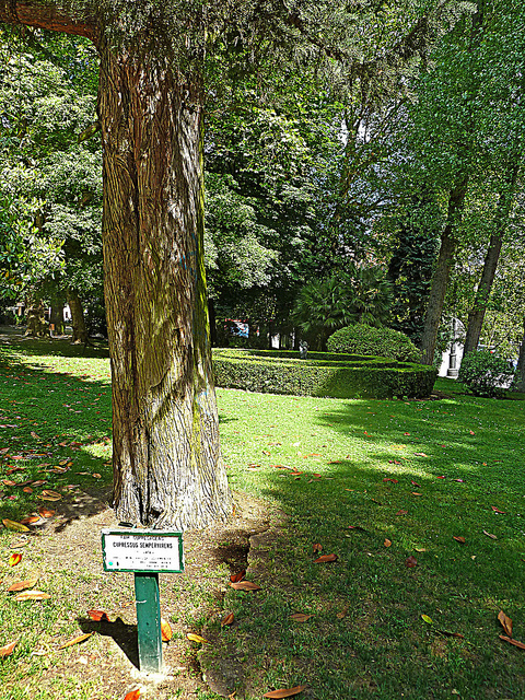Cyprès commun