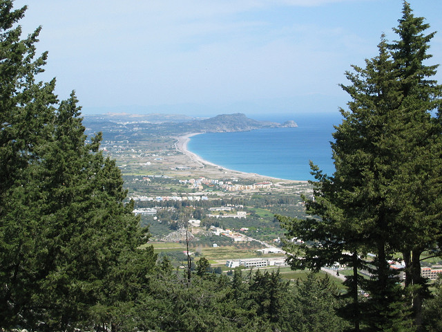 Cyprès commun