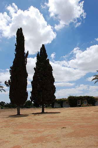 Cyprès commun