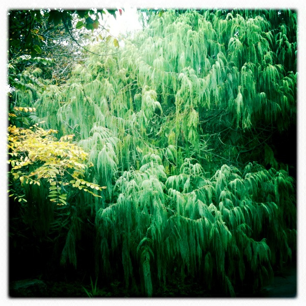 Cupressus torulosa