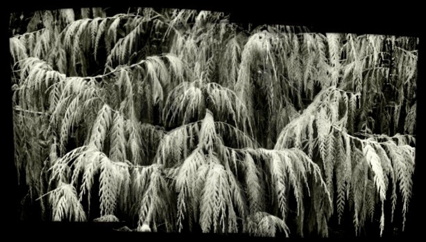 Cupressus torulosa (Cupressus torulosa)