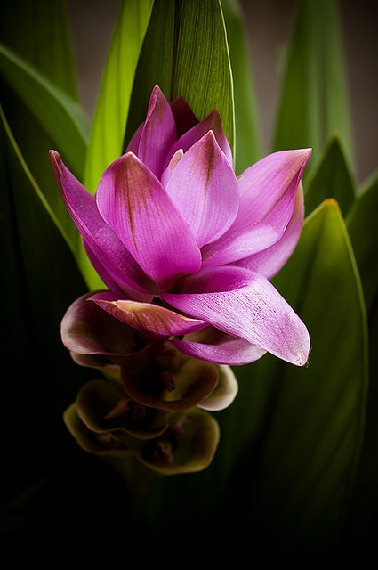 Tulipe thaïlandaise (Curcuma alismatifolia)
