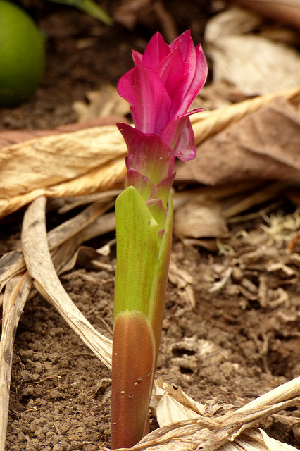Tulipe thaïlandaise