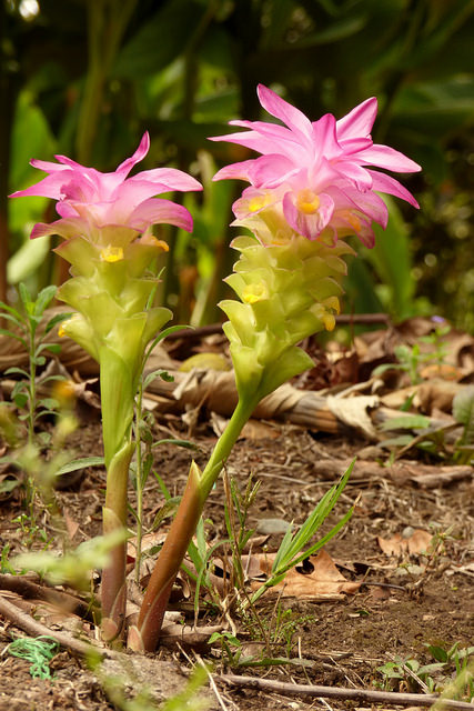 Tulipe thaïlandaise