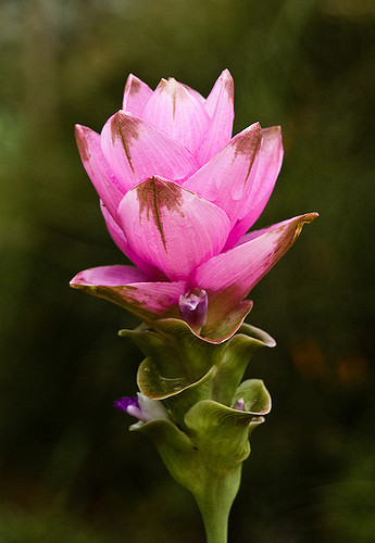Tulipe thaïlandaise