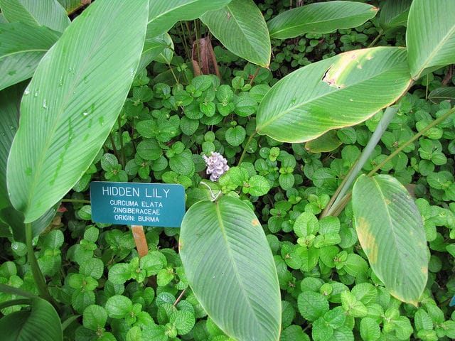 Curcuma elata (Curcuma elata)
