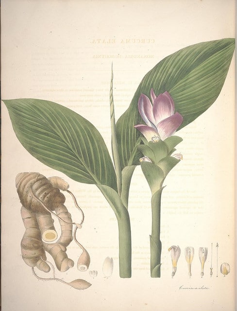 Curcuma elata