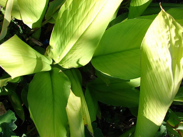Curcuma