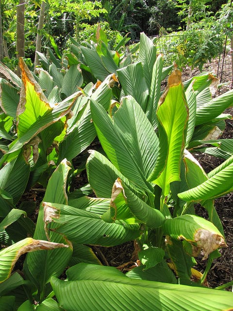 Curcuma