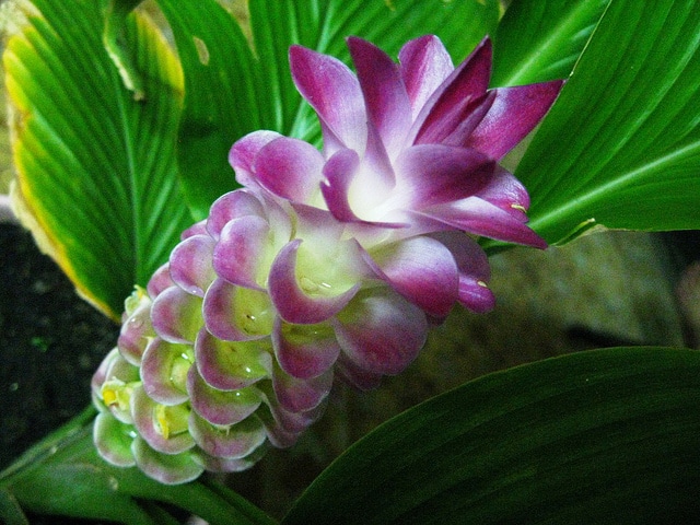 Temu putri (Curcuma petiolata)