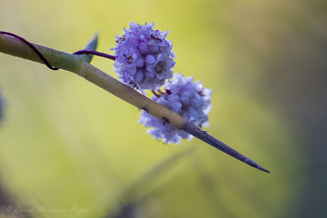 Cuscute (Cuscuta approximata)