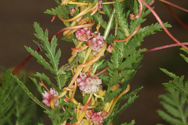 Cuscuta europaea