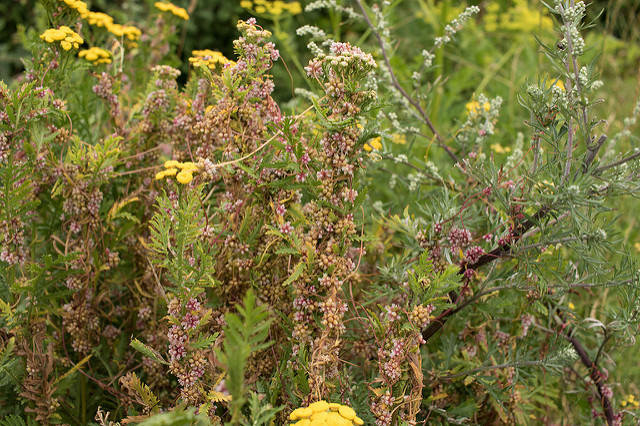 Cuscuta europaea
