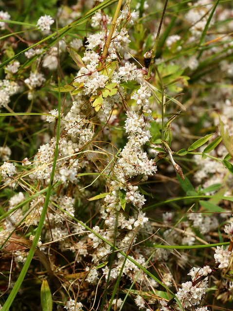 Cuscuta europaea