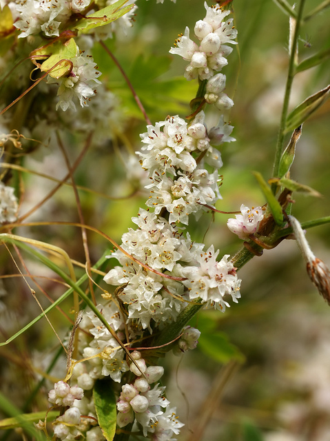 Cuscuta europaea