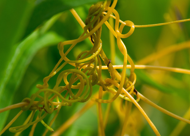 Cuscute de gronovius (Cuscuta gronovii)