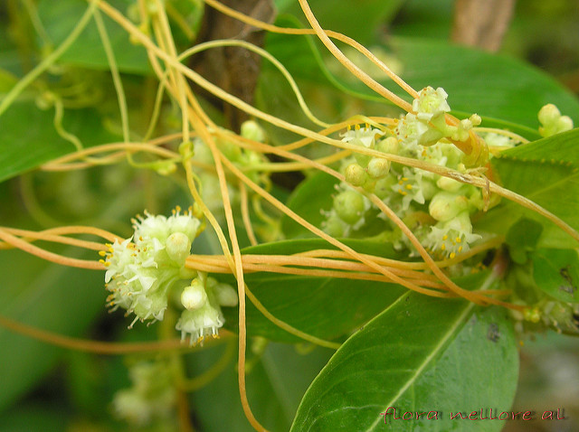 Cuscuta reflexa