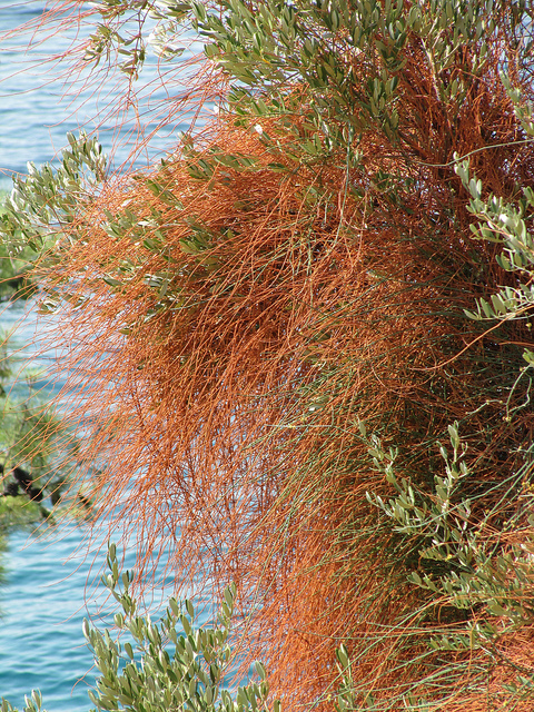 Cuscuta reflexa