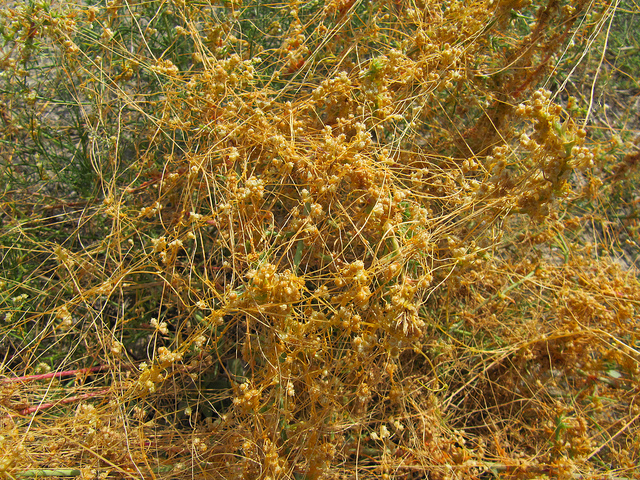 Cuscuta reflexa