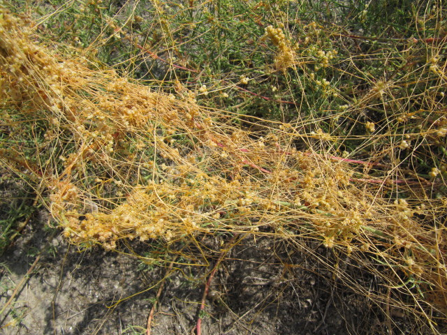Cuscuta reflexa
