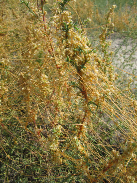 Cuscuta reflexa