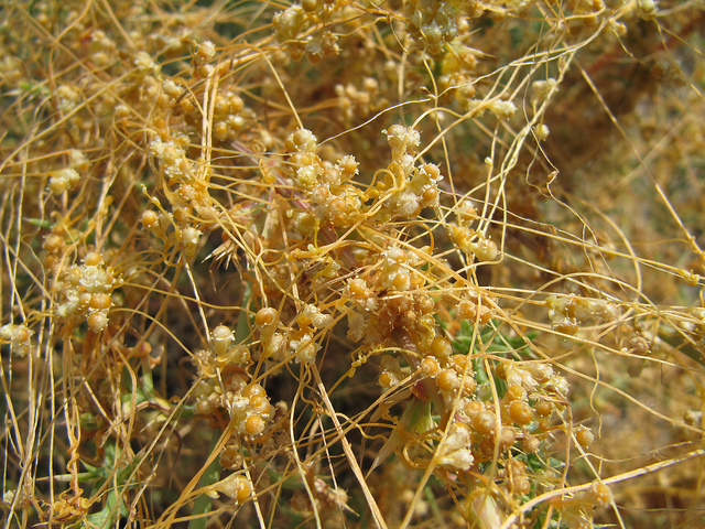 Cuscuta reflexa (Cuscuta reflexa)