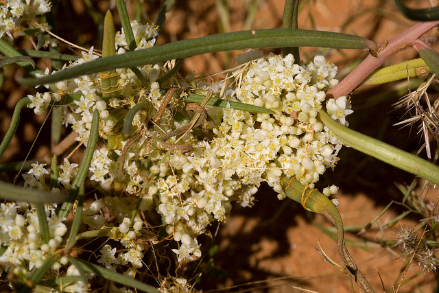 Cuscuta umbellata