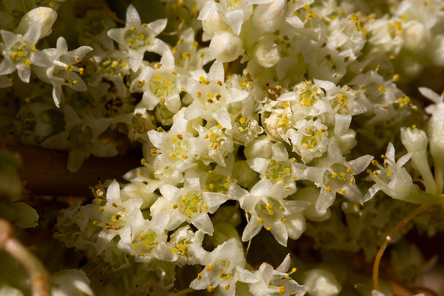 Cuscuta umbellata