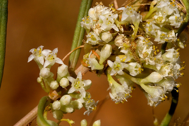 Cuscuta umbellata