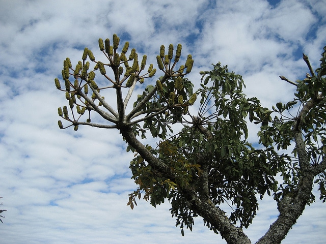 Cussonia spicata (Cussonia spicata)