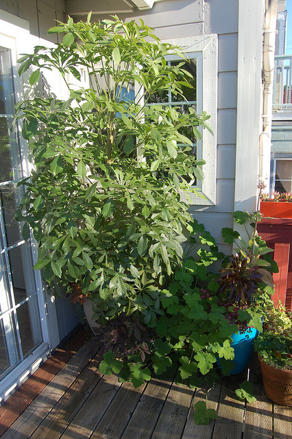 Cussonia spicata