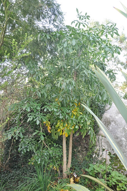 Cussonia spicata