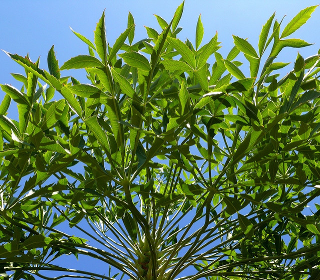 Cussonia spicata
