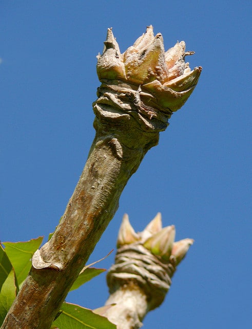 Cussonia spicata
