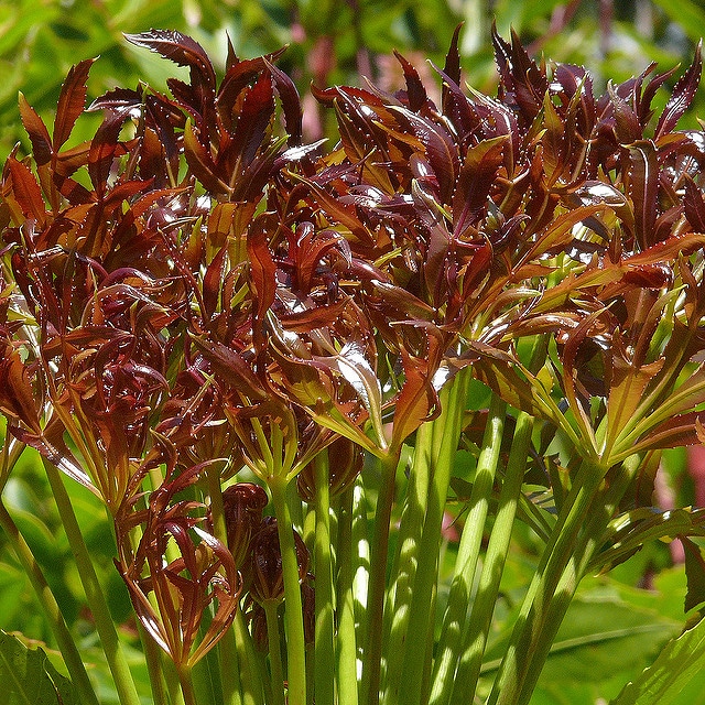 Cussonia spicata