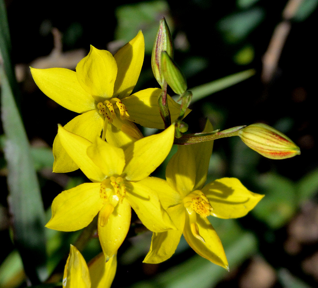 Cyanella lutea (Cyanella lutea)