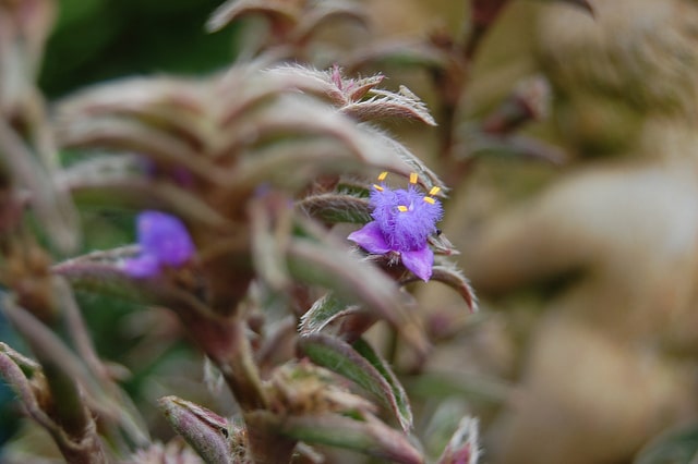 Cyanotis somaliensis