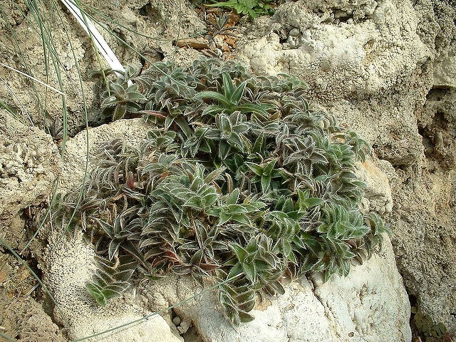 Cyanotis somaliensis
