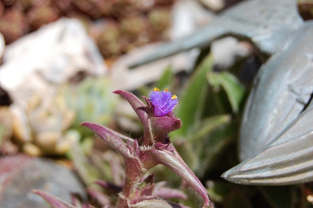 Cyanotis somaliensis
