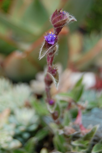 Cyanotis somaliensis