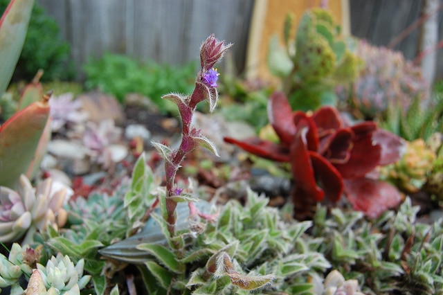Cyanotis somaliensis (Cyanotis somaliensis)